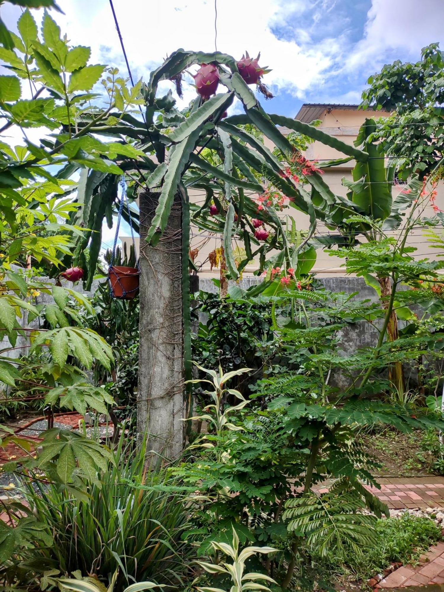 Hostal Macaw Guayaquil Esterno foto